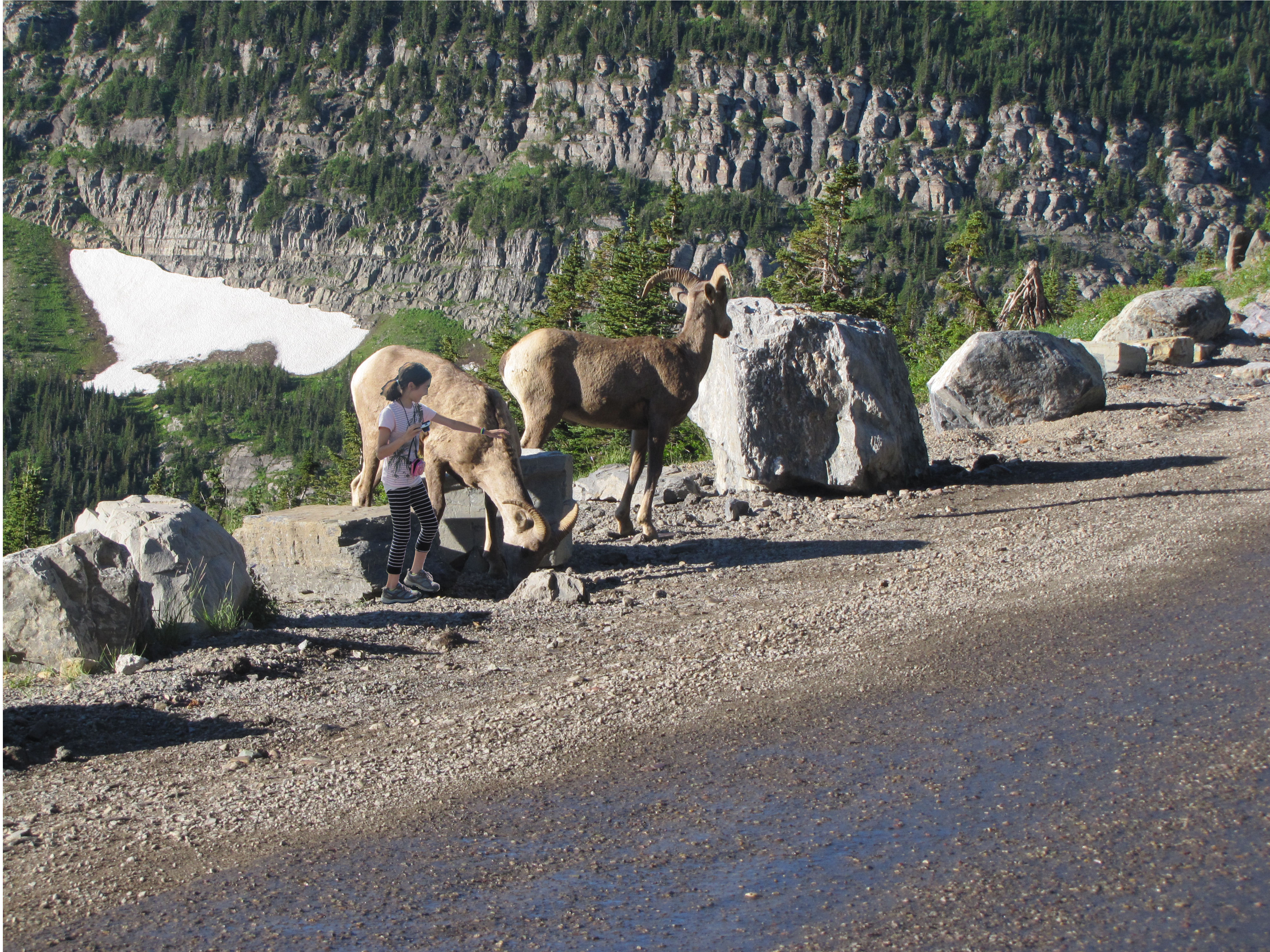 Kanon Meets Mountain Goat